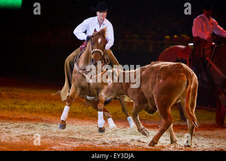 American Quarter Horse. Donna rider Ute Holm su un castagno stallone che mostra il taglio. Germania Foto Stock