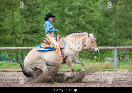 Donna pilota sul fiordo norvegese cavallo di eseguire un arresto di scorrimento. Germania Foto Stock