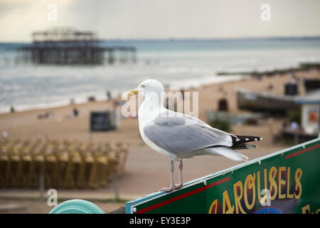 Brighton, Regno Unito - Giugno 28th 2014: Gabbiano occidentale appollaiato su un cartello che si affaccia sulla spiaggia di Brighton e sul molo ovest derelitto. Foto Stock