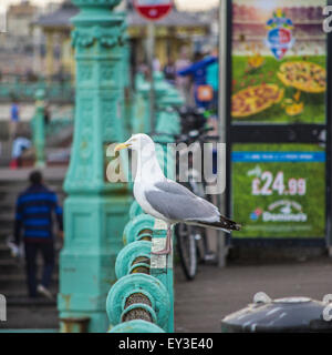 Brighton, Regno Unito - Giugno 28th 2014: Un Gull occidentale in piedi su una ferrovia al lungomare di Brighton. Foto Stock