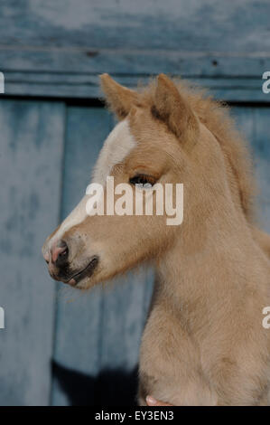 Cavallo islandese. Ritratto di palomino puledro. Germania Foto Stock