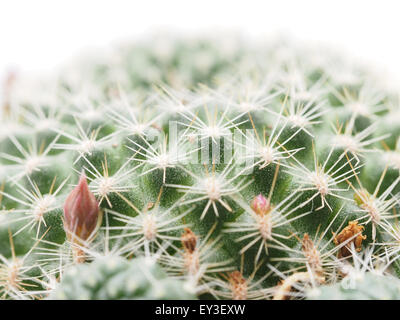 Cactus su sfondo bianco Foto Stock