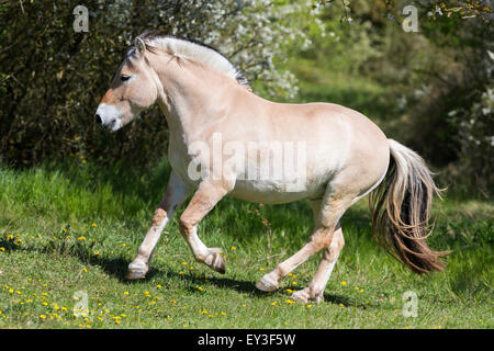 Fiordo norvegese cavallo. Dun castrazione al galoppo nella parte anteriore delle siepi fiorite. Germania Foto Stock