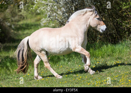 Fiordo norvegese cavallo. Dun castrazione al galoppo nella parte anteriore delle siepi fiorite. Germania Foto Stock