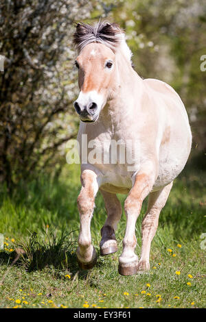 Fiordo norvegese cavallo. Dun castrazione al galoppo nella parte anteriore delle siepi fiorite. Germania Foto Stock