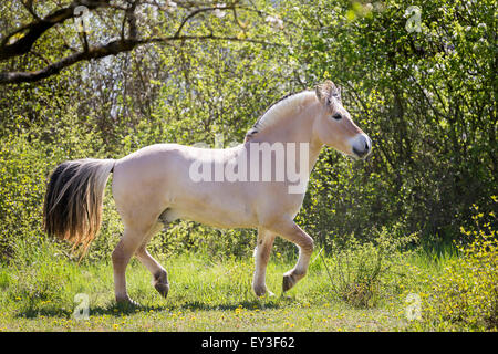 Fiordo norvegese cavallo. Dun castrazione di trotto in primavera. Germania Foto Stock