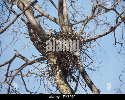 Crow's Nest in una struttura ad albero Foto Stock