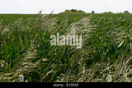 Sterile brome, Bromus sterilis e blackgrass, Alopecurus mvosuroides, voce fuori in una coltivazione di grano, Berkshire, Giugno Foto Stock