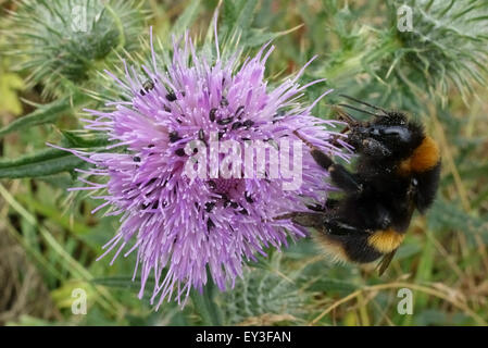 A bumblebee, Bombus terrestris, raccogliendo il nettare da una lancia di fiore di cardo infestati con il polline di coleotteri, Berkshire, Luglio Foto Stock