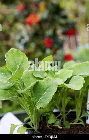 Close up della piantina piante vegetali nei vassoi in un giardino. Foto Stock