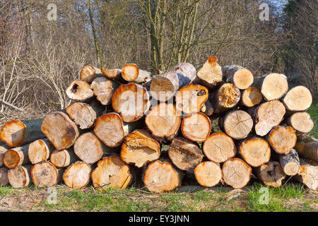Pila di ciocchi di legna nella foresta. Foto Stock