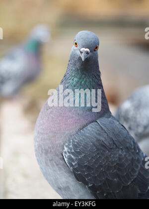 Ritratto di Pigeon Foto Stock