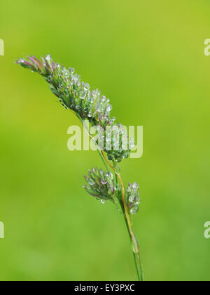 Cereali in gocce Foto Stock