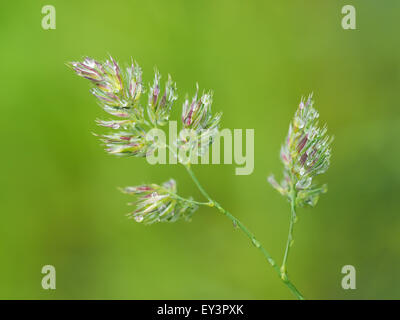 Cereali in gocce Foto Stock