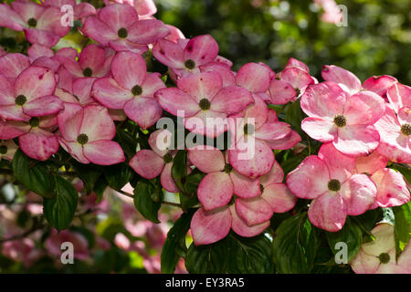 Rosso-rosa blumi del giugno fioritura sanguinello, Cornus kousa 'Rosea' Foto Stock