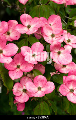 Rosso-rosa blumi del giugno fioritura sanguinello, Cornus kousa 'Rosea' Foto Stock