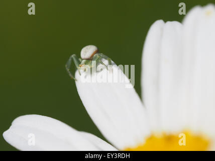 Ragno sul petalo di margherita Foto Stock