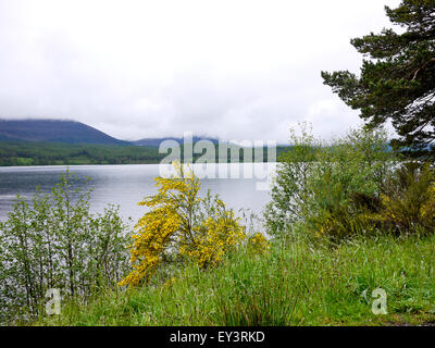 Loch Morlic su un panno bagnato giorno, Glenmore, Cairngorms, Aviemore Scozia, Regno Unito. Foto Stock