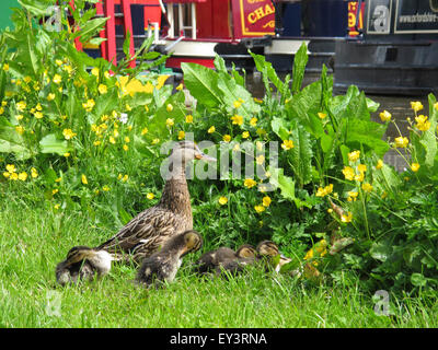 Anatre, Heyford inferiore, Oxfordshire Foto Stock