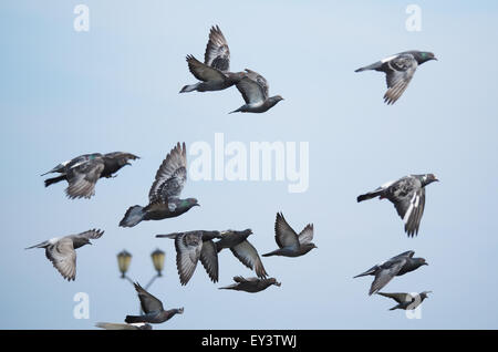 Stormo di piccioni in volo Foto Stock