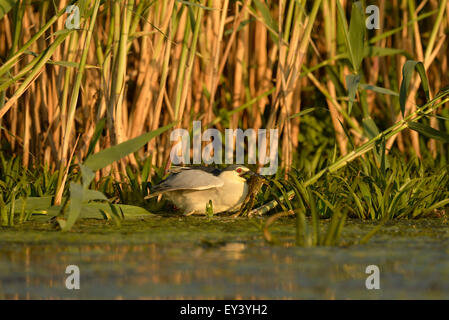 Nitticora (Nycticorax nycticorax) cattura di rana, il delta del Danubio, Romania, può Foto Stock