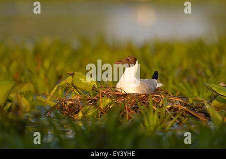 A testa nera (gabbiano Larus ridibundus) adulto in allevamento piumaggio, seduta sul nido, il delta del Danubio, Romania, può Foto Stock