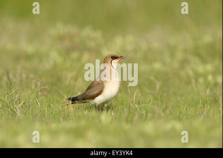 Pernice di mare (Glareola pratincola) adulto in allevamento piumaggio, in piedi sul terreno erboso, Romania, può Foto Stock