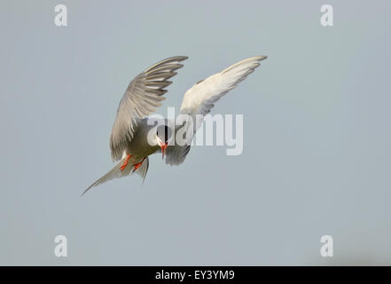 Tern comune (Sterna hirundo) chiamando per adulti in volo, il delta del Danubio, Romania, può Foto Stock