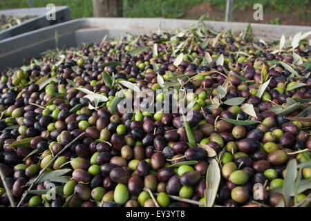 Appena raccolte le olive in Toscana, in fase di preparazione per la stampa. Foto Stock