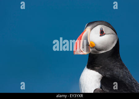 Close up di un Atlantic puffini, profilo di testa. Foto Stock