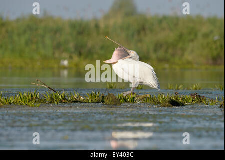 Pellicano dalmata (Pelecanus crispus) in piedi in acqua sulla vegetazione acquatica, con becco aperto, il delta del Danubio, Romania, può Foto Stock