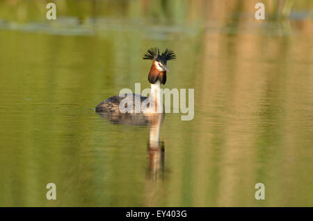 Svasso maggiore (Podiceps cristatus) adulto il nuoto in acque aperte con cresta sollevata, il delta del Danubio, Romania, può Foto Stock