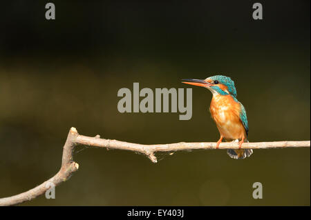 Common Kingfisher (Alcedo atthis) femmina adulta appollaiato sul ramo, il delta del Danubio, Romania, può Foto Stock