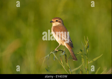 Red-backed Shrike (Lanius collurio) femmina adulta appollaiato sul gambo erbosa, Romania, può Foto Stock