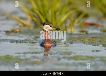 Rosso Colli di svasso (Podiceps grisegena) adulto in allevamento piumaggio, nuoto tra erbacce, il delta del Danubio, Romania, può Foto Stock