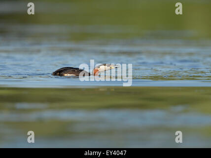 Rosso Colli di svasso (Podiceps grisegena) adulto in allevamento piumaggio, aggressiva minaccia display, il delta del Danubio, Romania, può Foto Stock