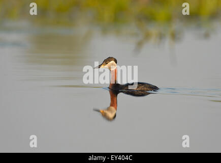 Rosso Colli di svasso (Podiceps grisegena) adulto in allevamento piumaggio, nuoto in acque aperte, Romania, Maggio Foto Stock