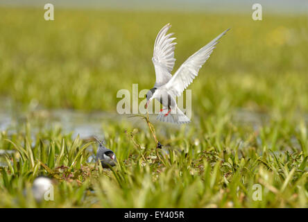 Mignattino piombato (Chlidonias hybrida) adulto in allevamento piumaggio, portando il materiale di nidificazione di nido, il delta del Danubio, Romania, può Foto Stock