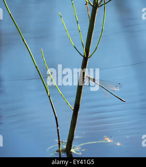 Libellula su piante acquatiche Foto Stock