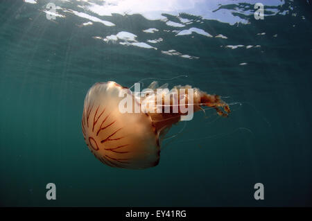 Compass medusa Chrysaora hysoscella , Foto Stock