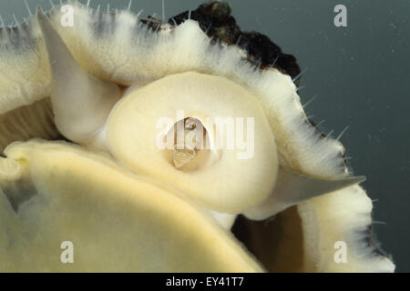 Comune di Limpet Patella vulgata , che mostra radula , serbatoio captive shot Foto Stock