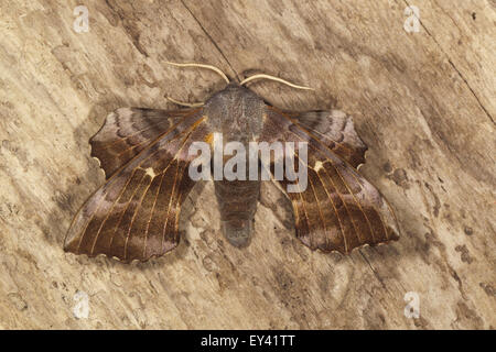 Il PIOPPO hawk moth Laothoe populi Foto Stock