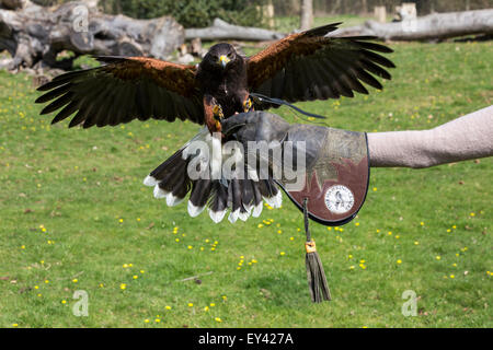 La Harris hawk o Harris Hawk (Parabuteo unicinctus), il centro Hawking, Doddington, Kent, England, Regno Unito Foto Stock