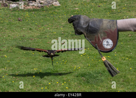 La Harris hawk o Harris Hawk (Parabuteo unicinctus), il centro Hawking, Doddington, Kent, England, Regno Unito Foto Stock