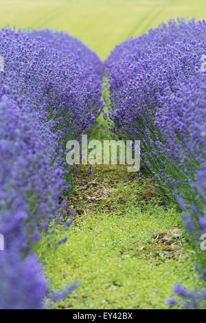 Cerca in-tra due righe di fiori di lavanda a Snowshill farm, Gloucestershire, Inghilterra Foto Stock