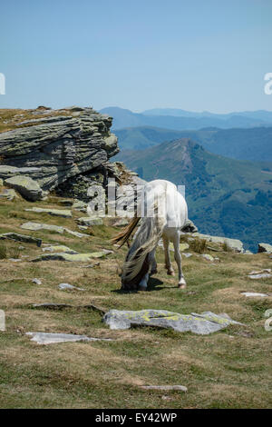 Pottok bianco mangiare erba, a La Rhune top Foto Stock