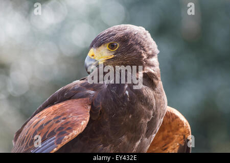 La Harris hawk o Harris Hawk (Parabuteo unicinctus), il centro Hawking, Doddington, Kent, England, Regno Unito Foto Stock