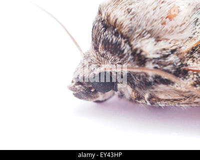 Hawk moth su sfondo bianco Foto Stock