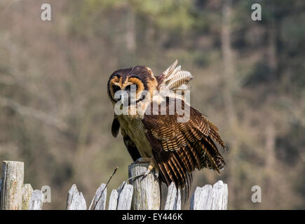Asia il gufo di colore marrone o marrone del legno Allocco (Strix leptogrammica), il centro Hawking, Doddington, Kent, Regno Unito Foto Stock