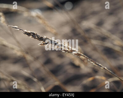 Spikelet Foto Stock